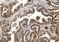 PCNA Antibody (C-term) [Knockout Validated]